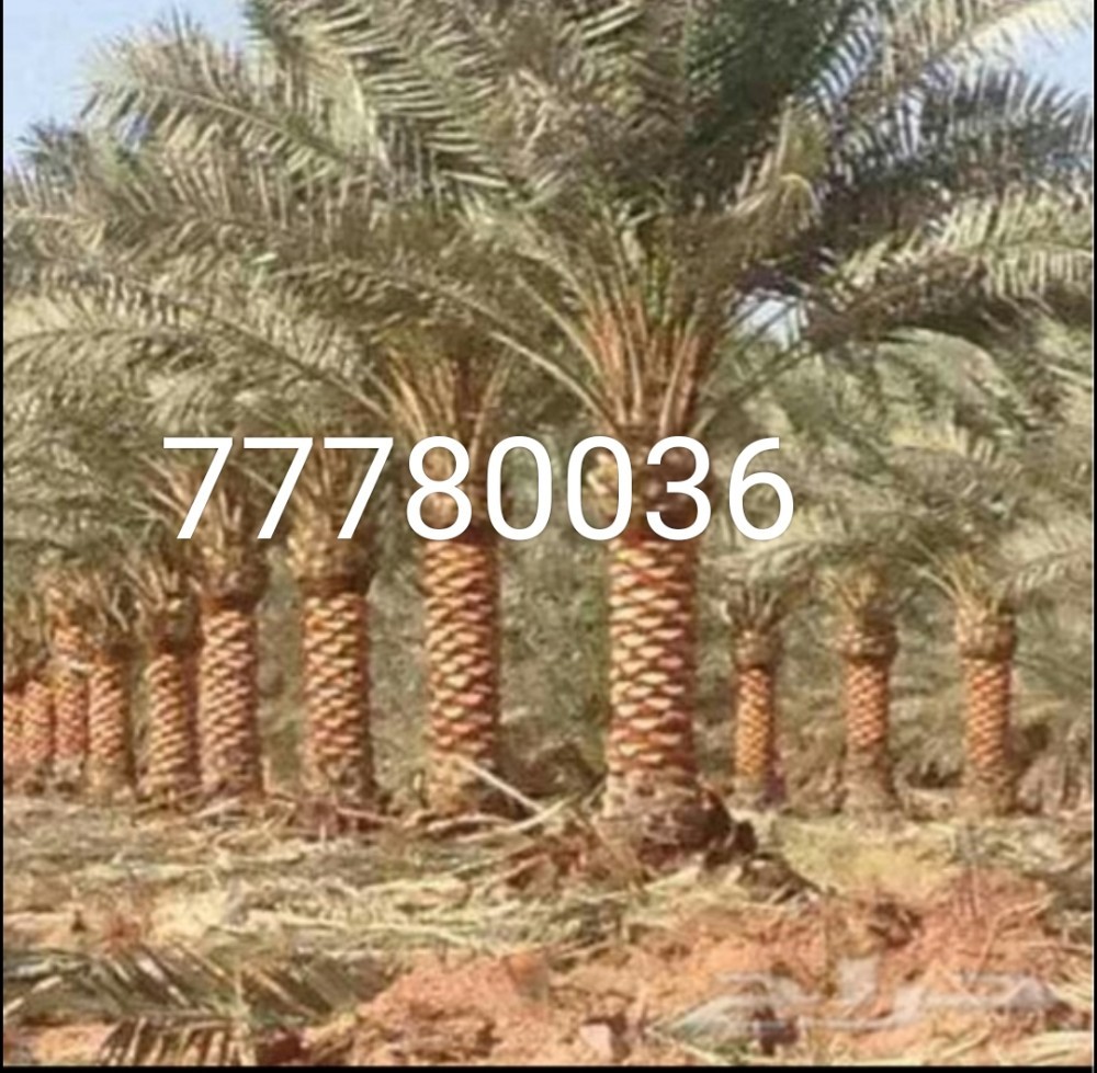 نخيل للبيع - 1