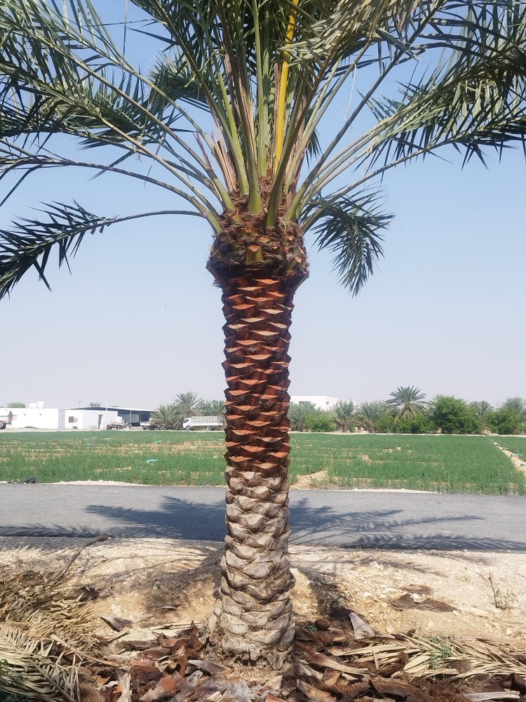 نخيل للبيع - 3