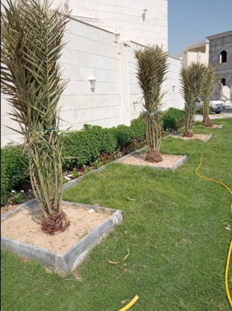 زراعة فصيل نخيل - 1