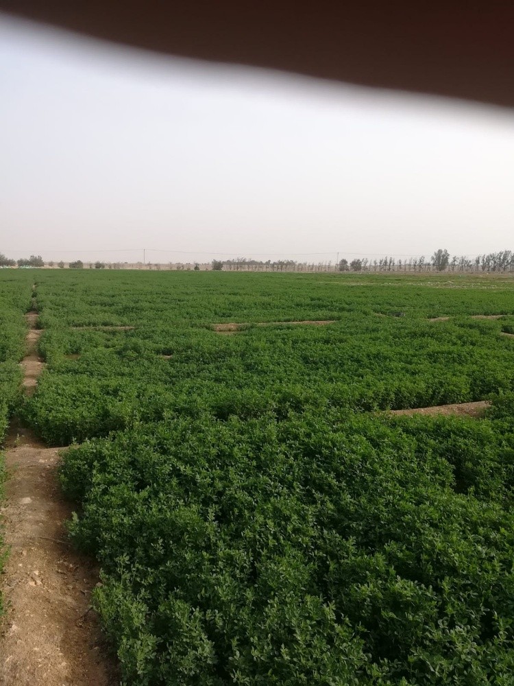 تجهيز وزراعة المزارع - 2