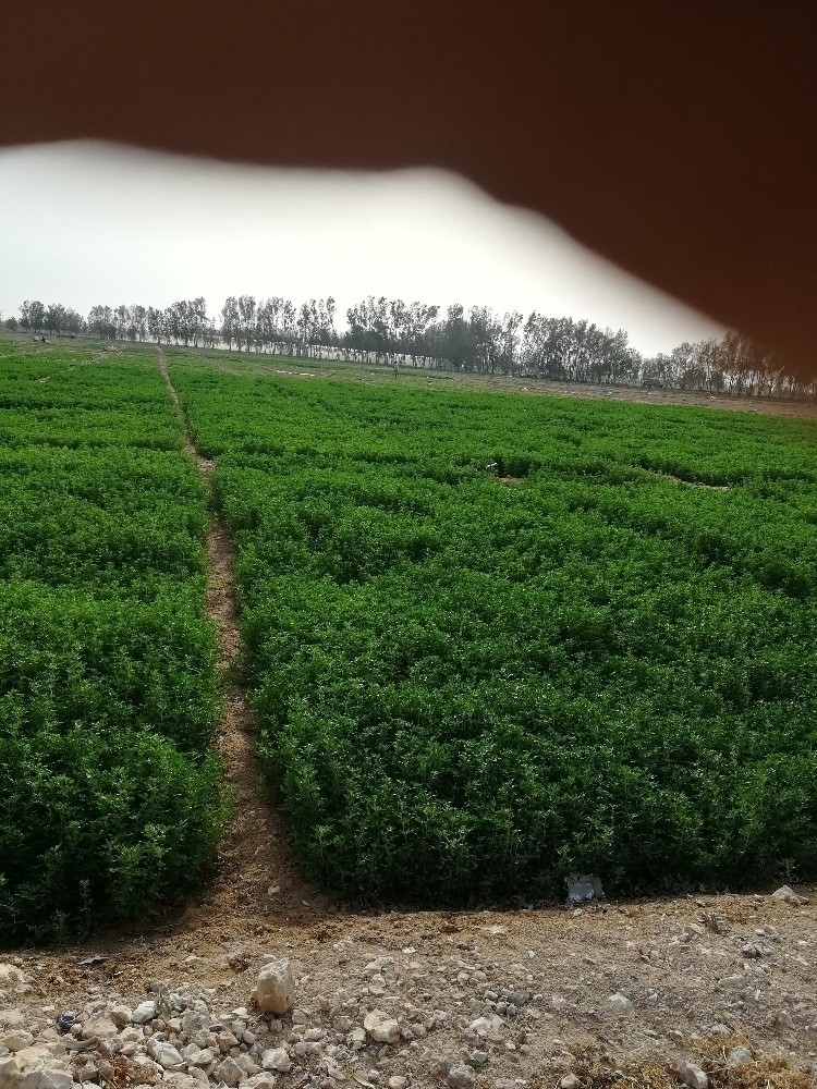 تجهيز وزراعة المزارع - 3