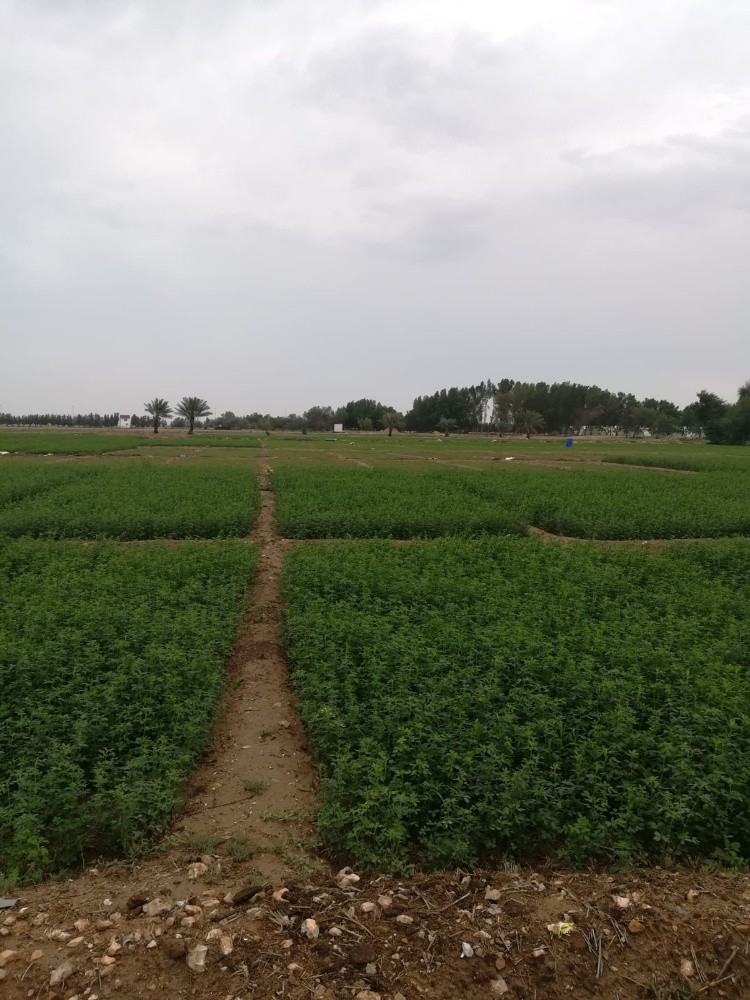 تجهيز وزراعة المزارع - 4