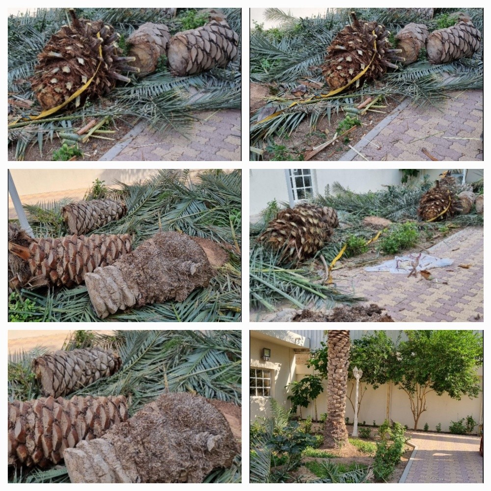 مقطع أشجار - 1