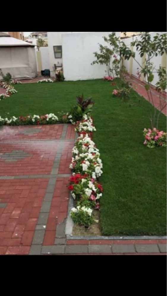 تكريب النخيل رش البلعوم السوس  - 3