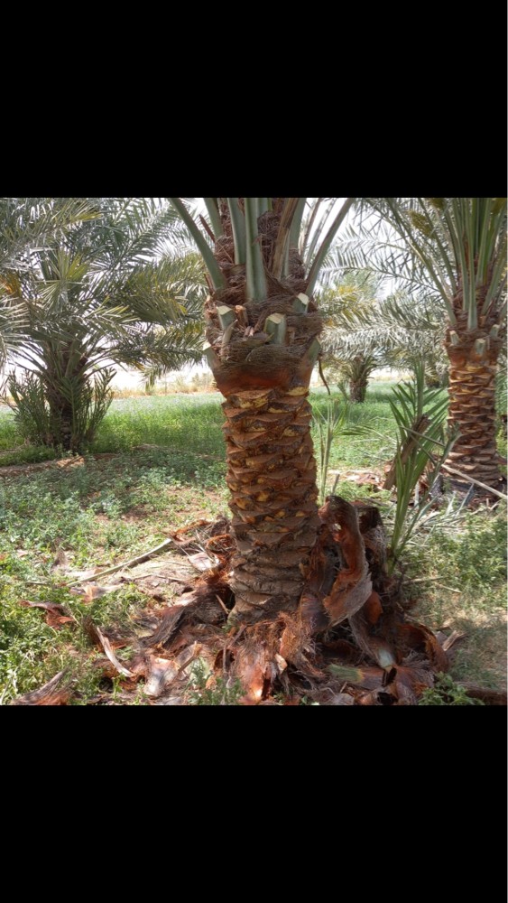 تكريب النخيل رش البلعوم السوس  - 1