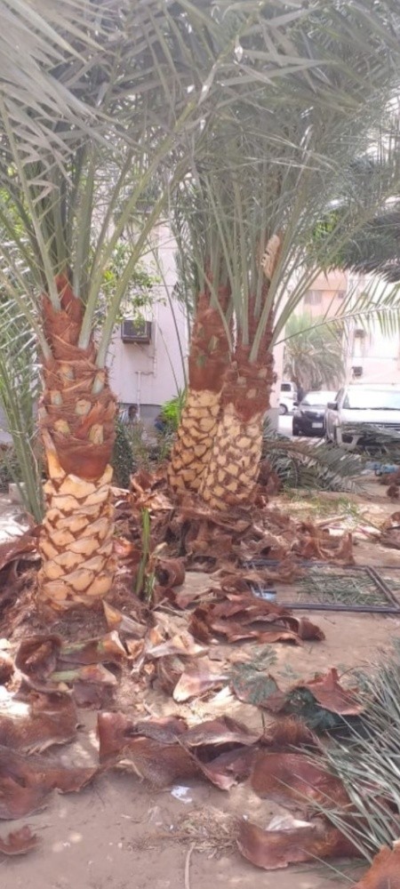 تكريب النخل - 1