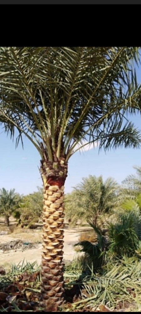تنظيف النخل وتقطيع الأشجار - 1