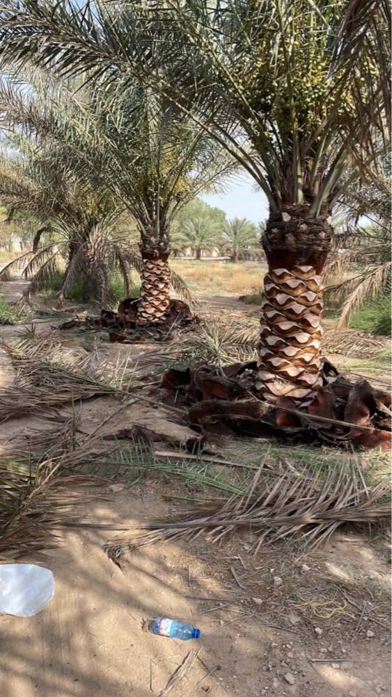 اعمال تكريب النخيل زراعة رش - 1