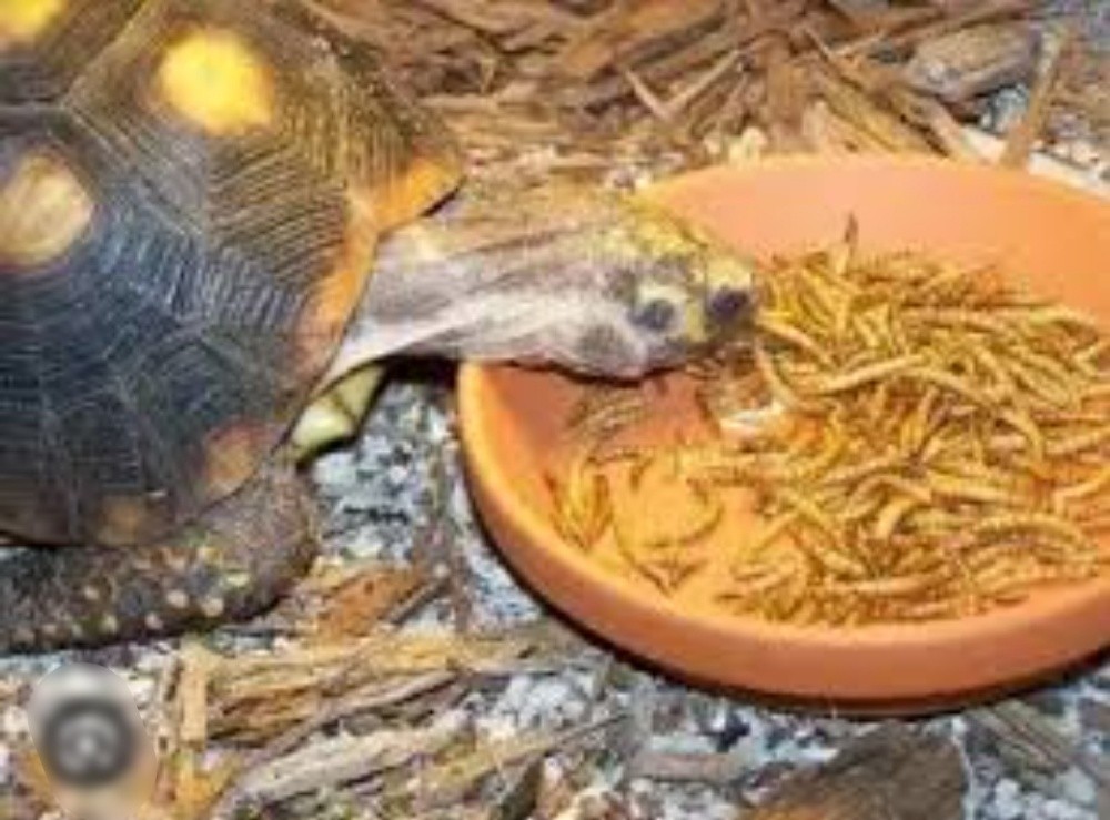 Alive mealworms - 3