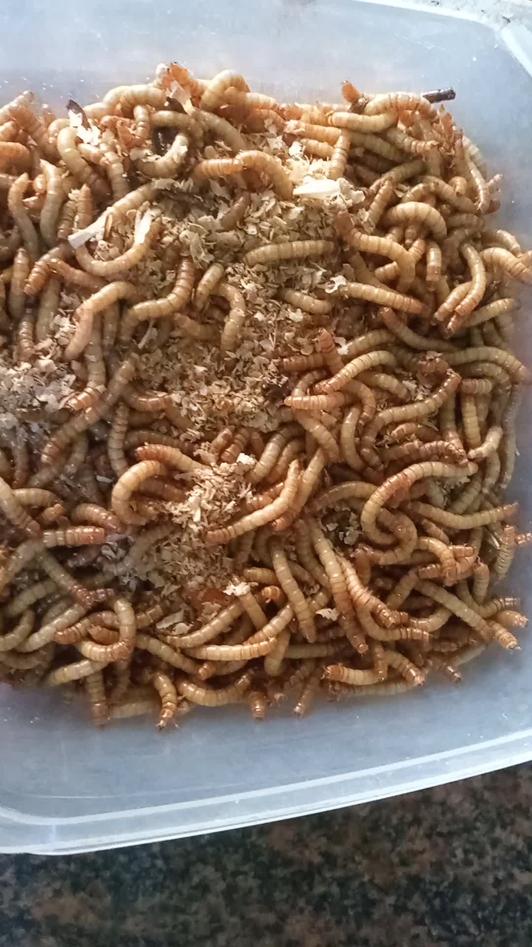 Alive mealworms - 1