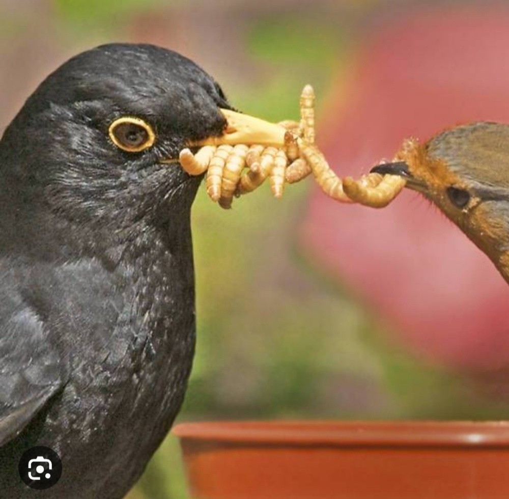Alive mealworms - 2