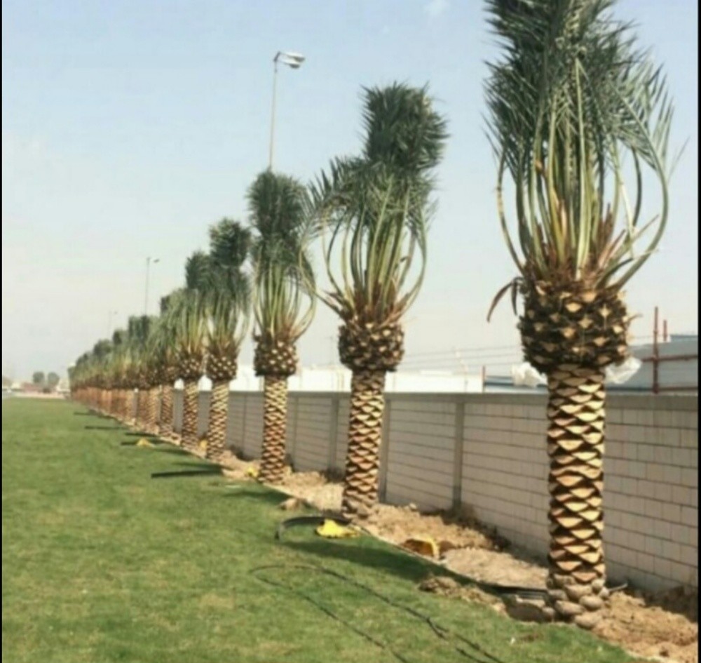 نخل للبيع - 7