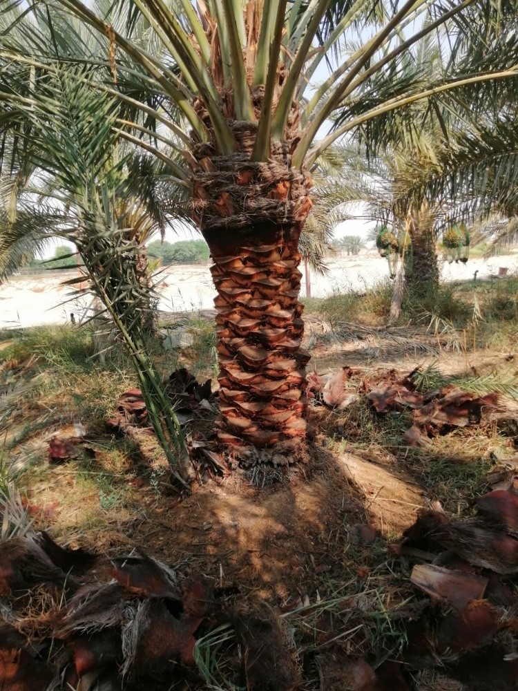 نخل للبيع - 3