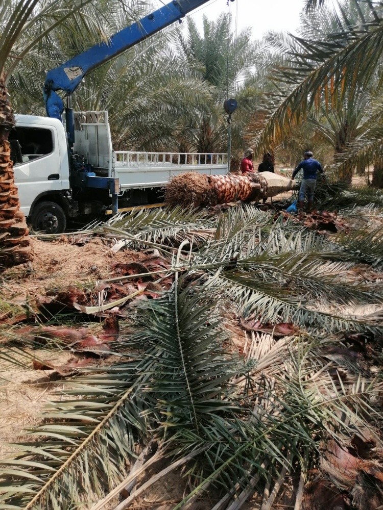 نخل للبيع - 4