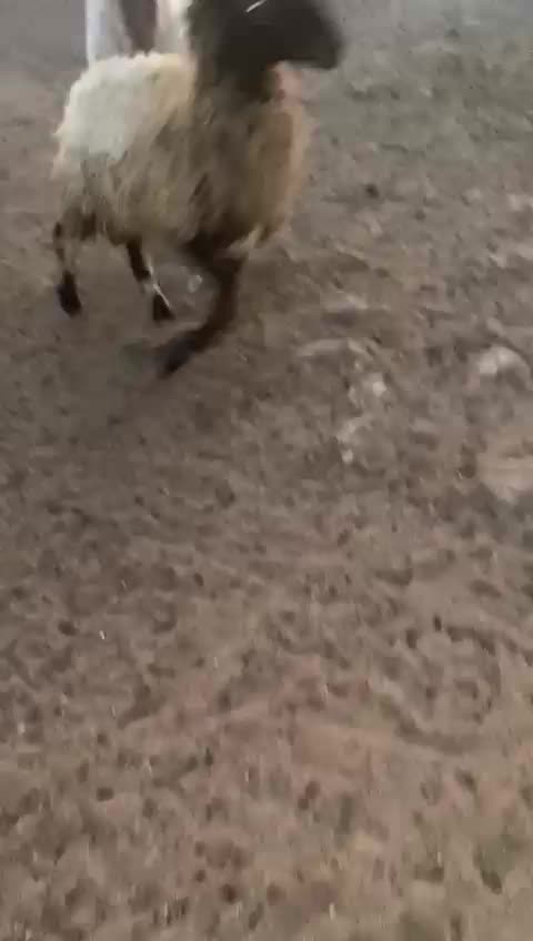 محمد بابكر الياس الامين - 1
