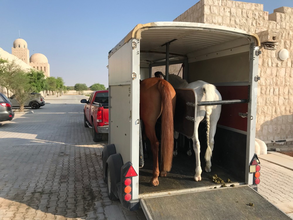 Horse transport - 3