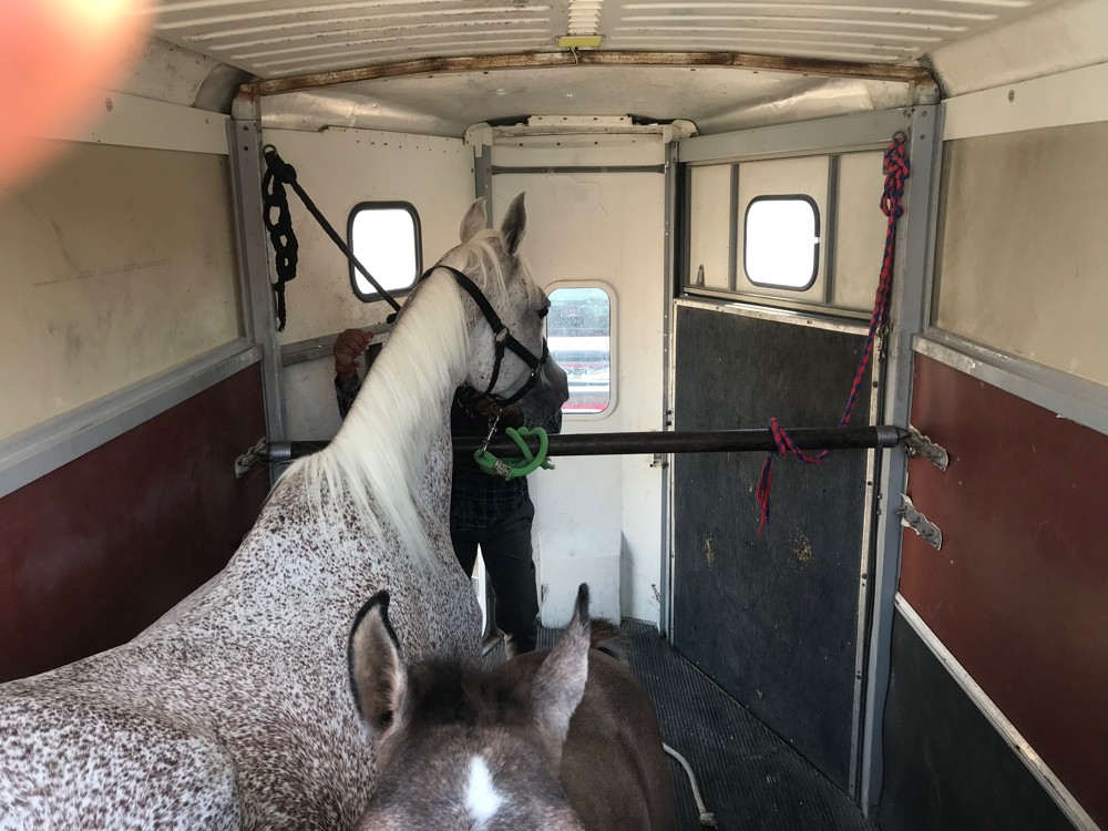 Horse transport - 8