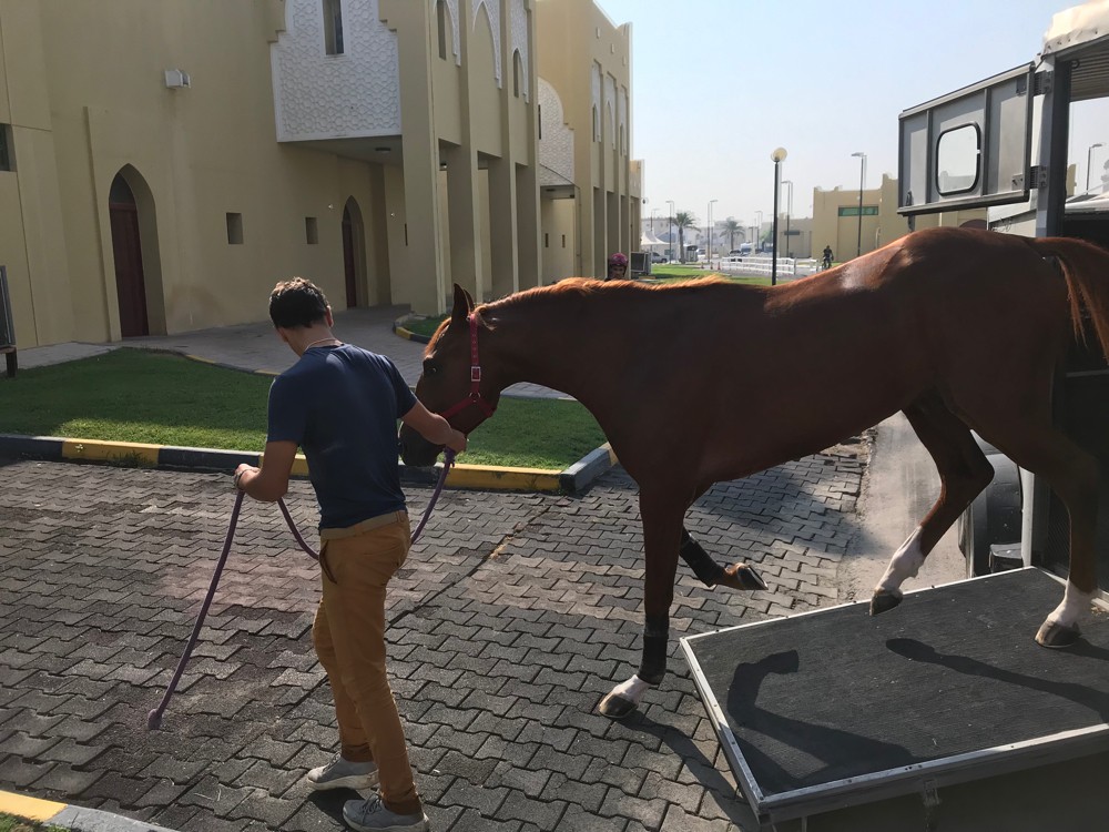 Horse transport - 4