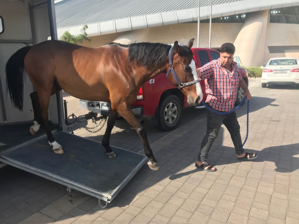 Horse transport - 7