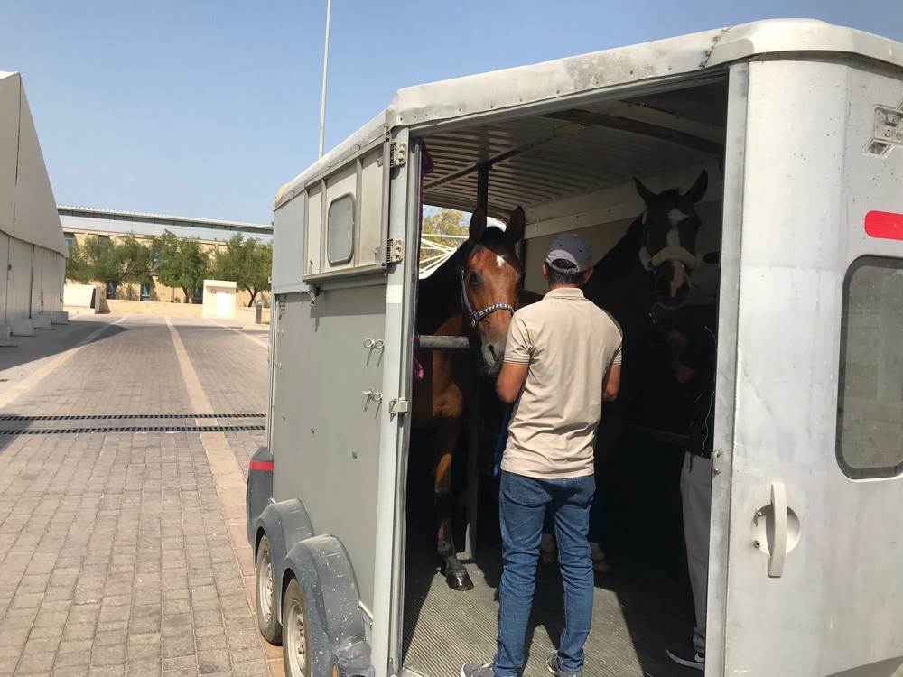 Horse transport - 6