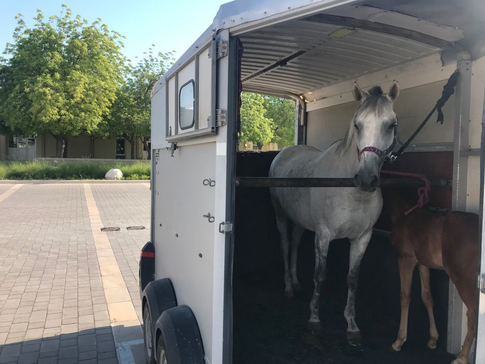 Horse transport - 10
