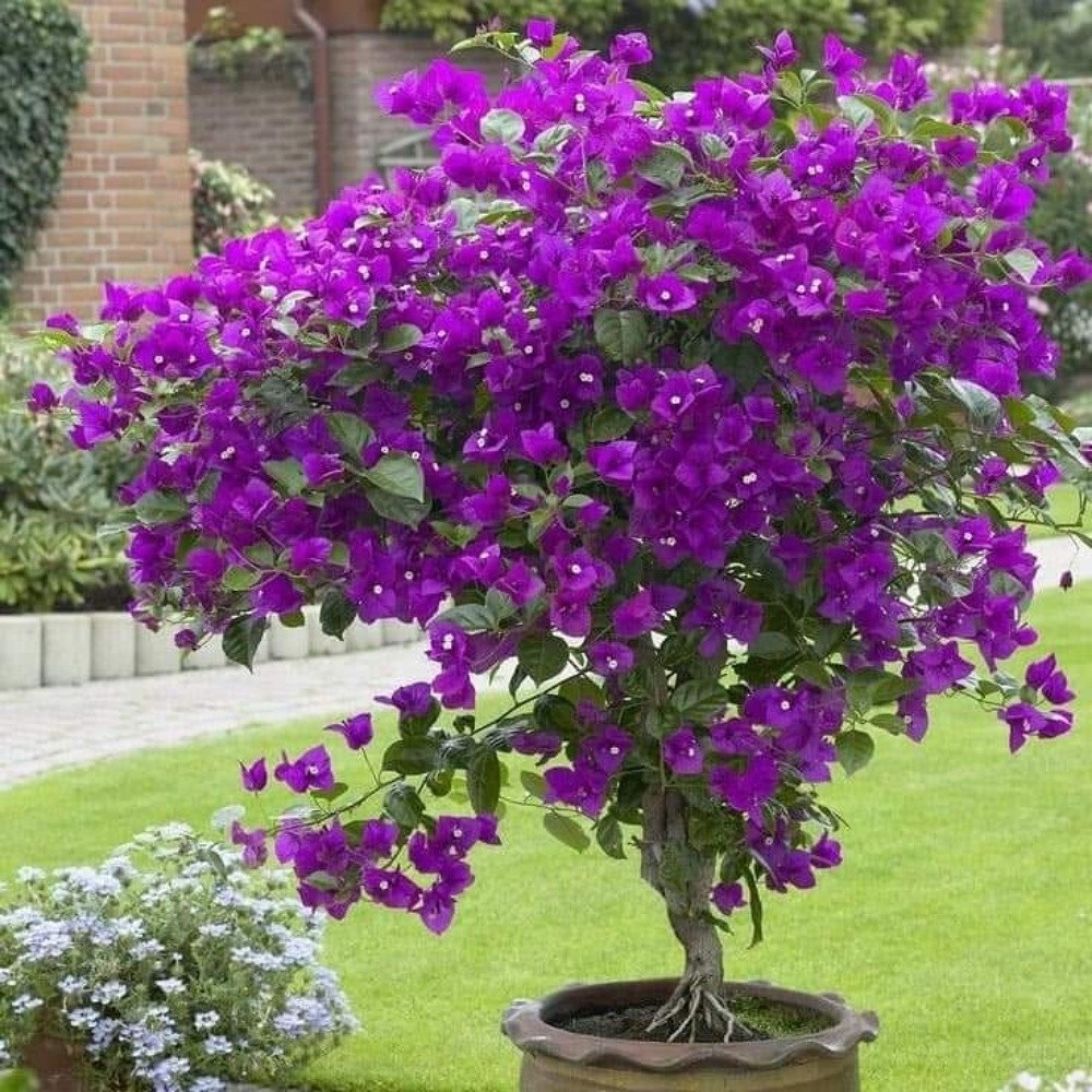 منسق حدائق لندسكيب - 3