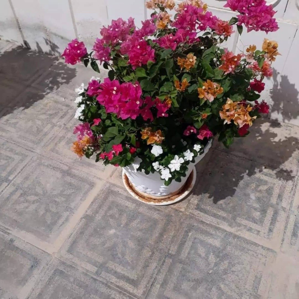 منسق حدائق لندسكيب - 4