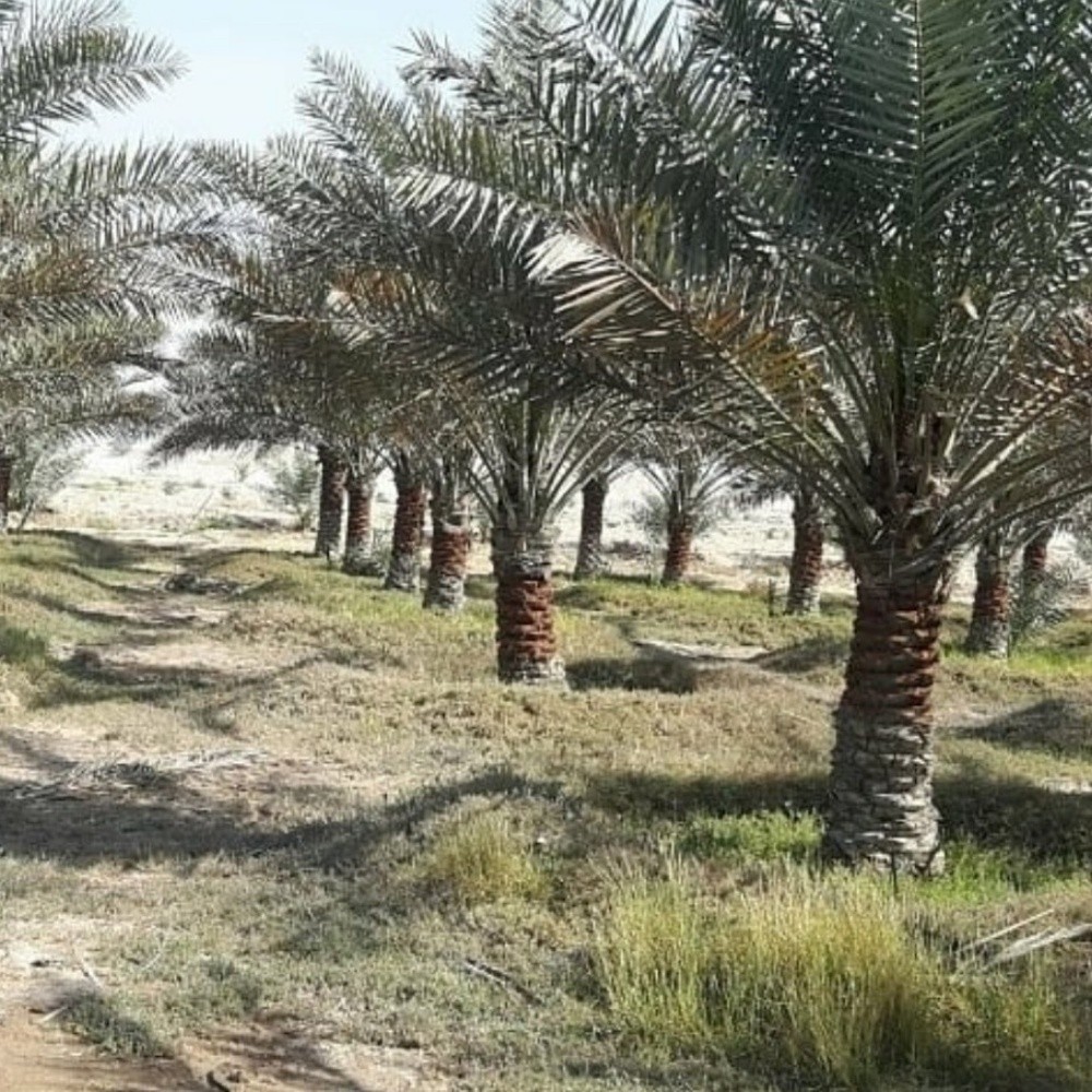 زراعه جميع انواع النخيل - 3