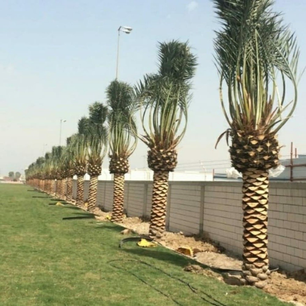 زراعه جميع انواع النخيل - 1