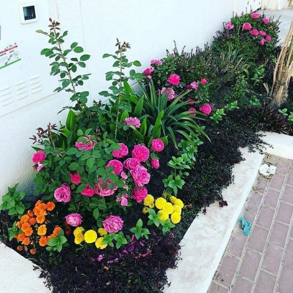 زراعه ورود مستديمة - 1