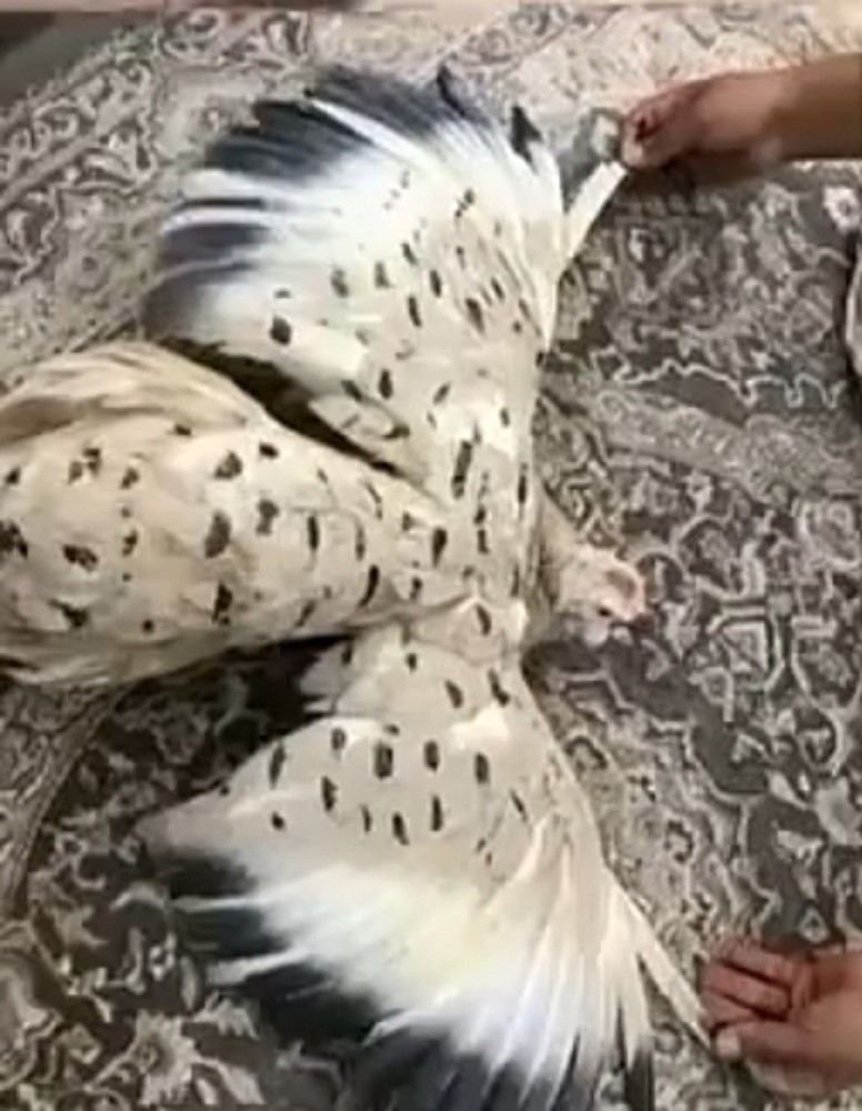رقطة مصبوغة لون حبارى - 1