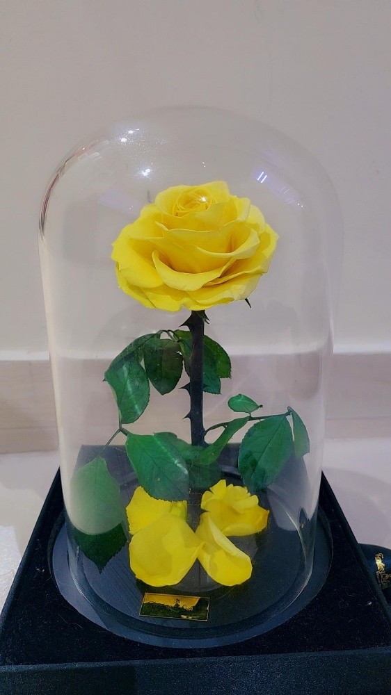 long lasting Rose - 4