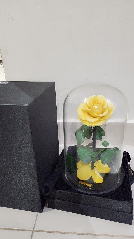 long lasting Rose - 1