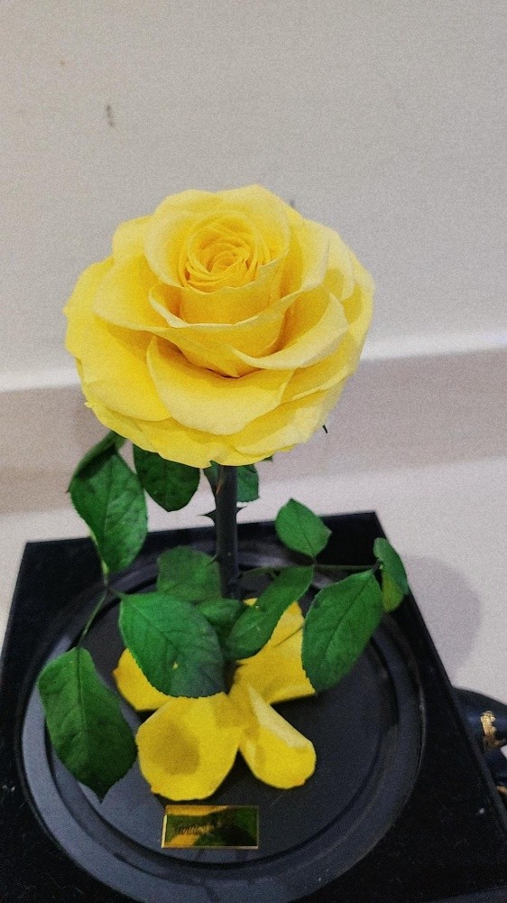 long lasting Rose - 2