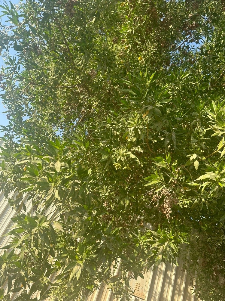 مهندس زراعي - 4