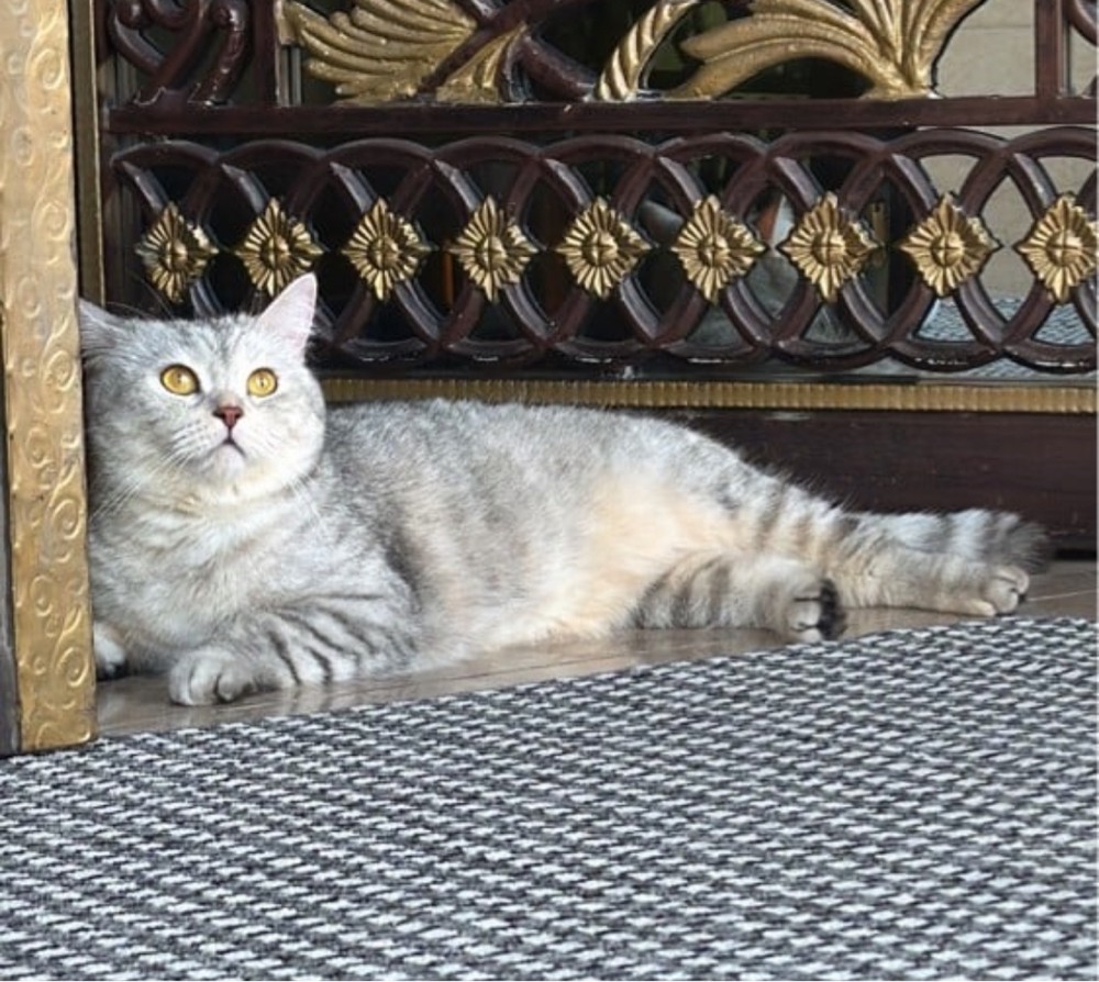 لولي  - 1