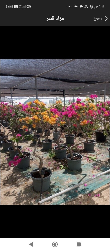 ابو خليفه للنخيل - 15