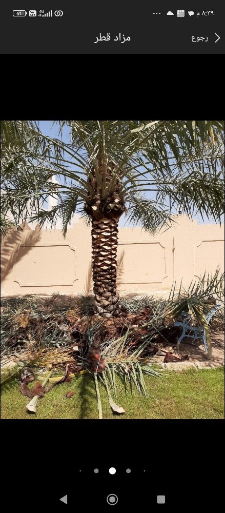 ابو خليفه للنخيل - 9