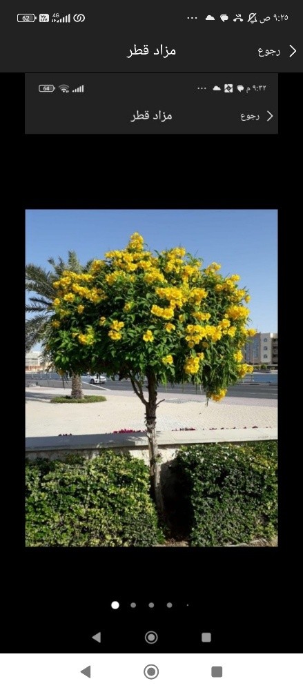ابو خليفه للنخيل - 14