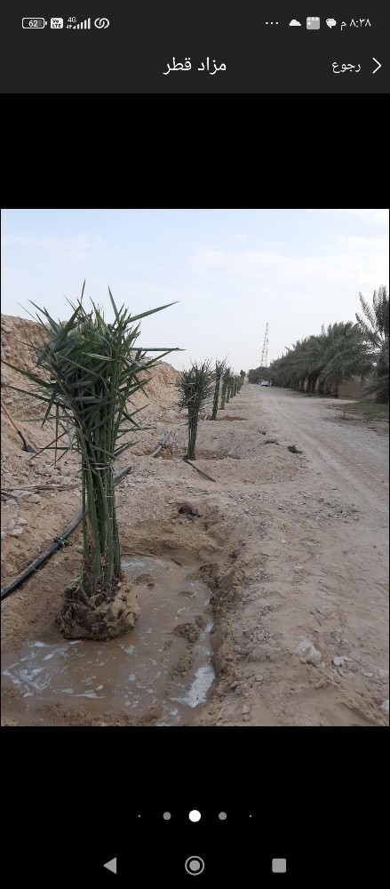 ابو خليفه للنخيل - 6