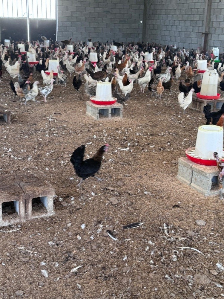 للبيع دجاج بياض - 2