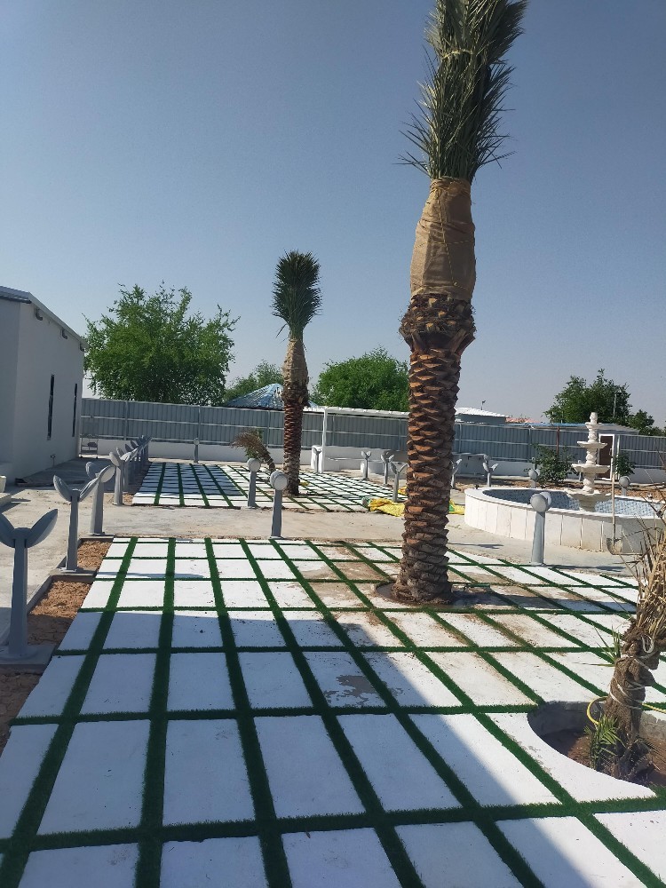 نخيل للبيع - 1