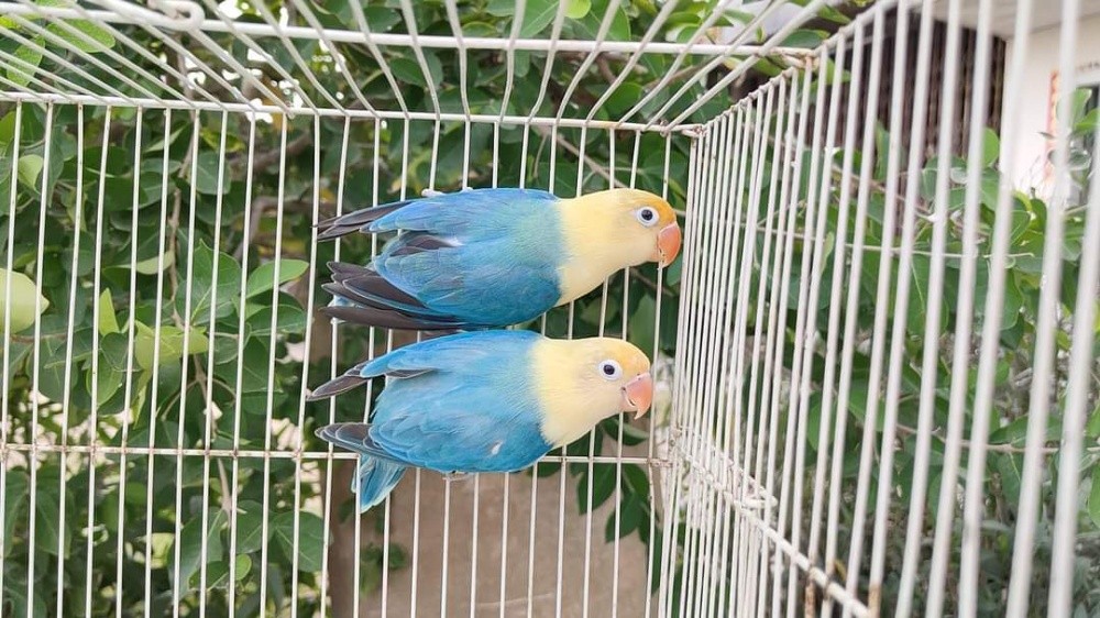 حسام تواصل واتس 00201121575476 - 2