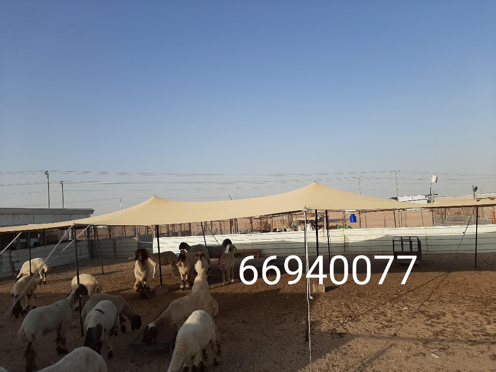 ظلال حلال - 4