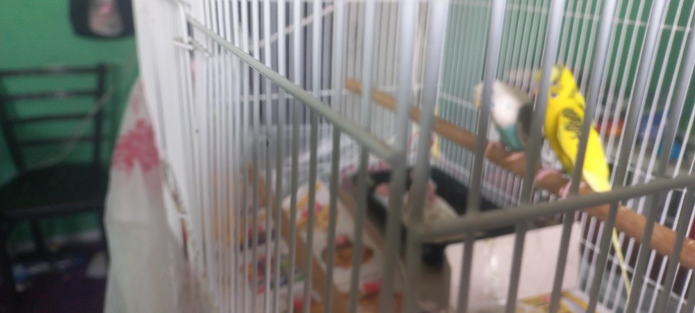 1 pair love bird - 4