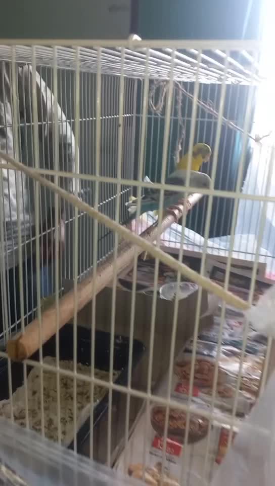 1 pair love bird - 5