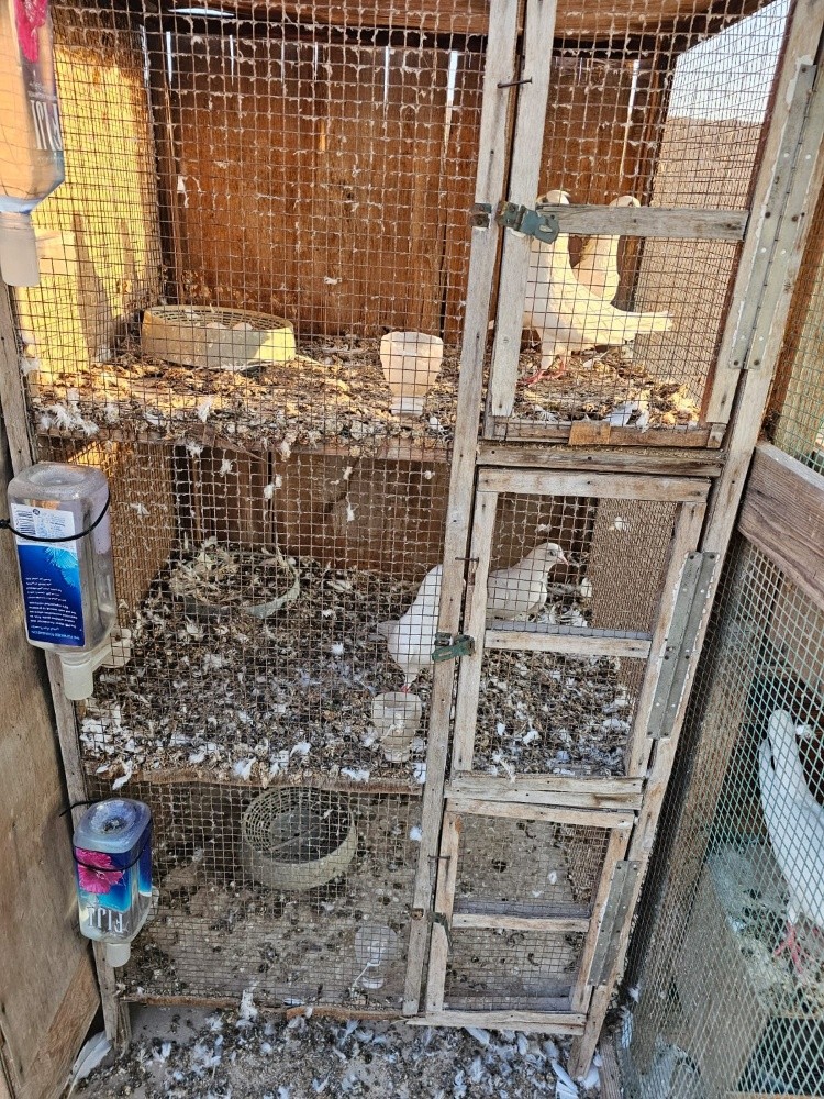 for sale - 4
