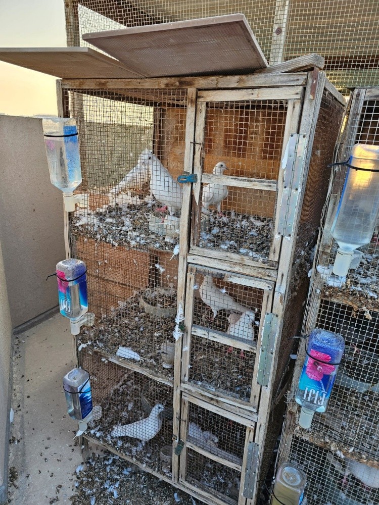 for sale - 6