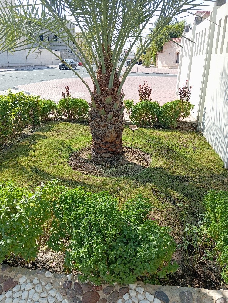 مقطع اشجار ونخيل - 1