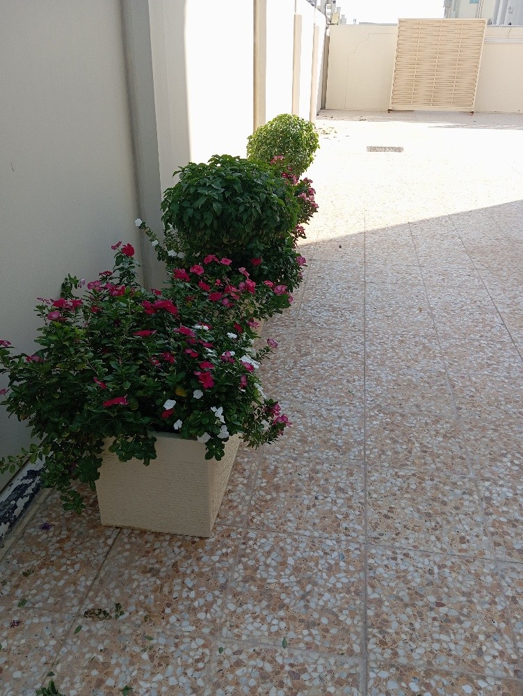 مقطع اشجار ونخيل - 4